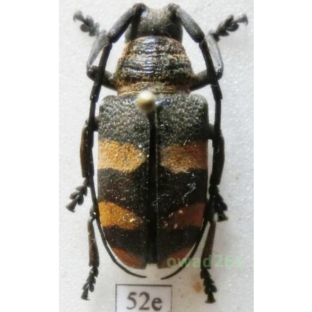 Pycnopsis brachyptera Thomson, 1860 female 22mm Tanzania52e